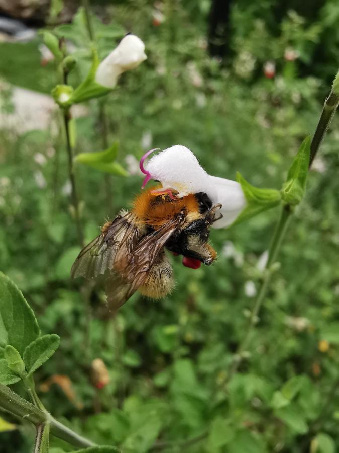 Gite Du Moulin Toucan Berneuil  Zewnętrze zdjęcie